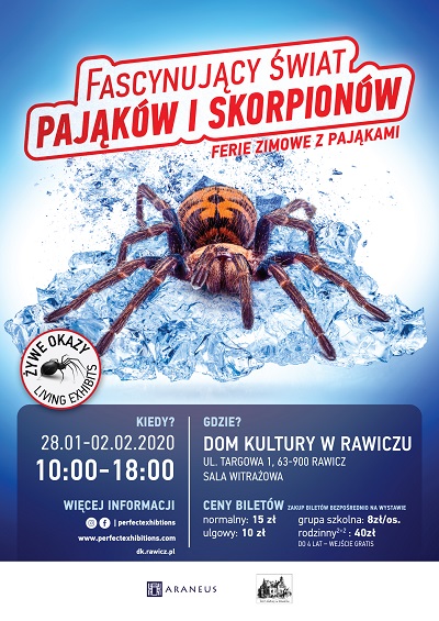 2020.01. pająki